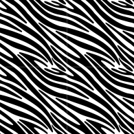 Zebra-9